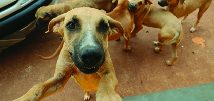 Secretaria de Saúde de Sertãozinho divulga resultados do Censo Animal 2014